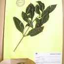 Image of <i>Psychotria mypiantha</i>