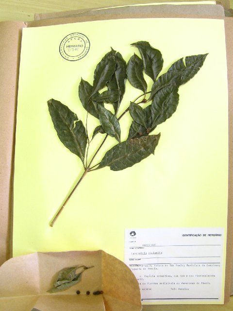 Image of <i>Psychotria mypiantha</i>
