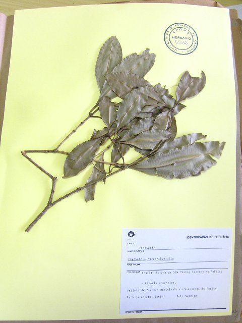 Image of <i>Psychotria harcorniaefolia</i>