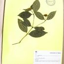 Image of Psychotria prunifolia (Kunth) Steyerm.