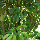 Image of Salacia elliptica (Mart. ex Roem. & Schult.) G. Don