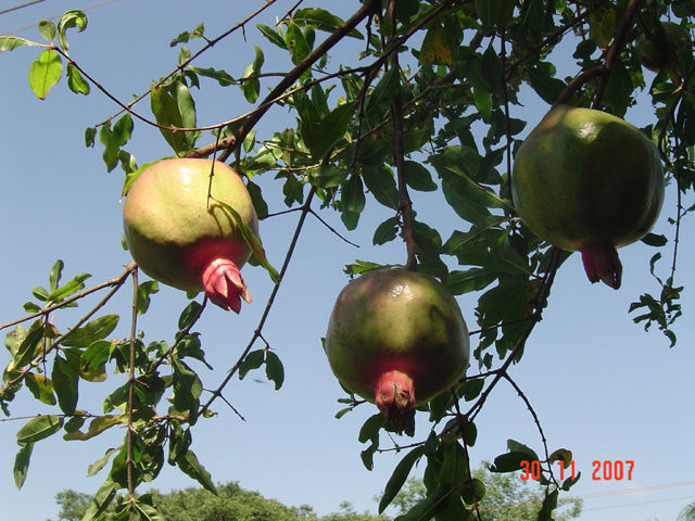 Image of pomegranate