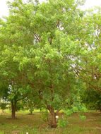 Image of peppertree