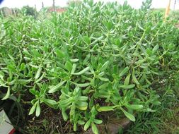 Image of tree stonecrop