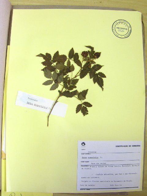 Image of <i>Rubus rosaefolia</i> L L