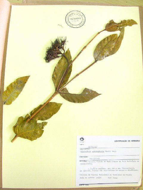 Image of <i>Psychotria xantophylla</i> Muell Arg Muell Arg