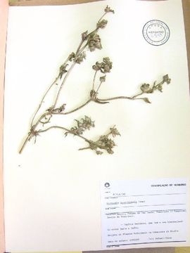 Image of Mexican clover