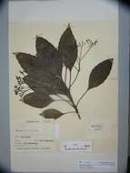 Image of Alstonia costata (G. Forst.) R. Br.