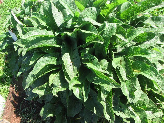 Image of comfrey