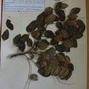 Sivun Acosmium dasycarpum subsp. glabratum (Benth.) Yakovlev kuva