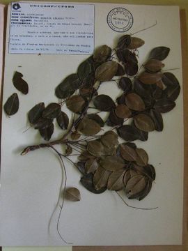 Image of Acosmium dasycarpum subsp. glabratum (Benth.) Yakovlev