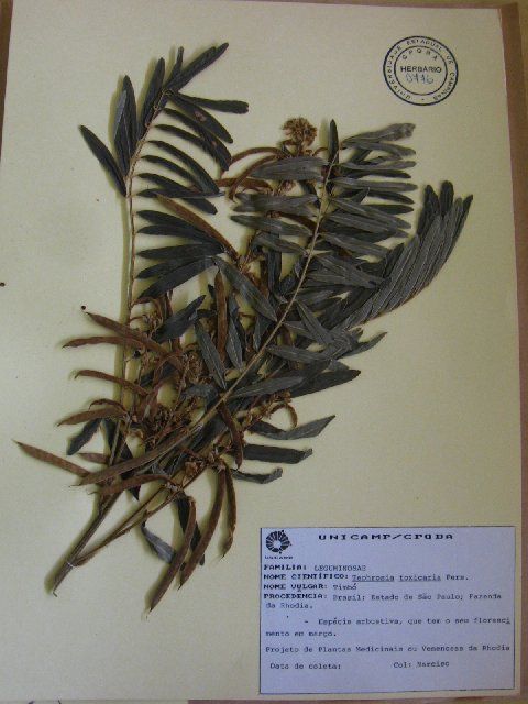 Image of hoarypea