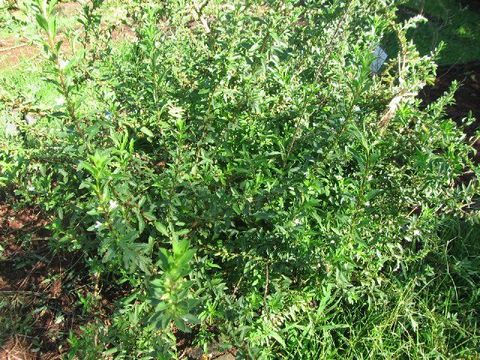 Image of Tea plant