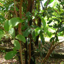 Слика од Solanum scuticum M. Nee