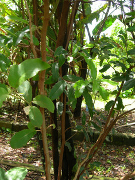 Image of Solanum scuticum M. Nee