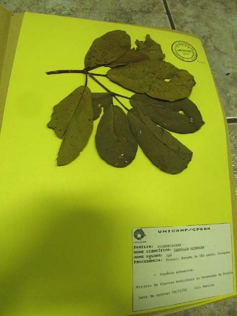 Imagem de Handroanthus ochraceus (Cham.) Mattos