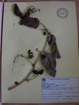 Image of Smilax quinquenervia Vell.