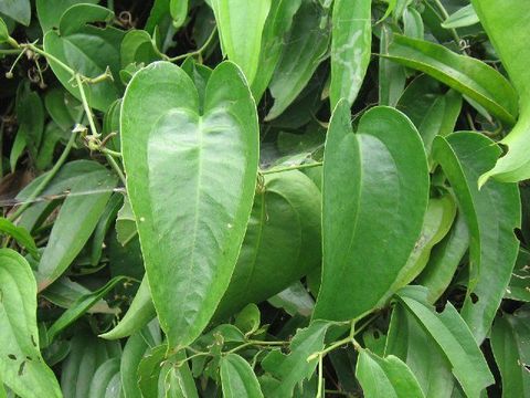 Image of Smilax quinquenervia Vell.