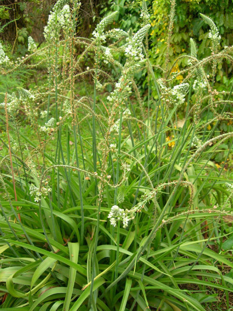 Image of Poison squill