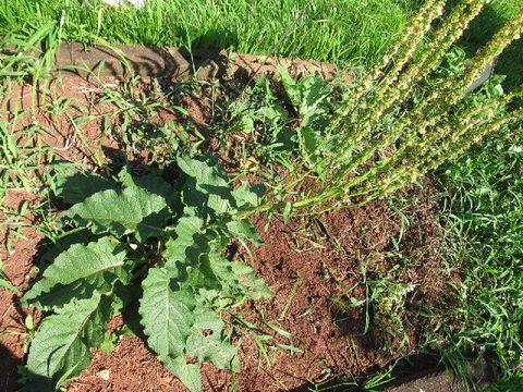 Image of Great Mullein