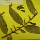 Image of <i>Xilopia aromatica</i> (Lam.) Mart.