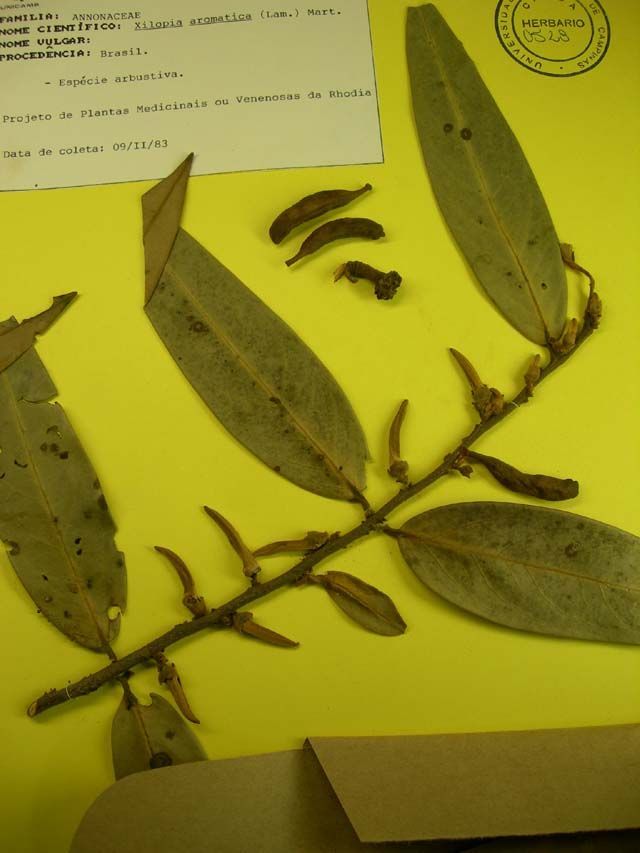Image of <i>Xilopia aromatica</i> (Lam.) Mart.