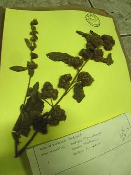 Image de Waltheria indica L.