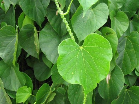 Image of Tinospora crispa (L.) Miers ex Hook. fil. & Thoms.