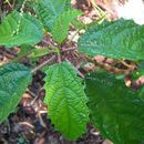 Image de Urera baccifera (L.) Gaud.