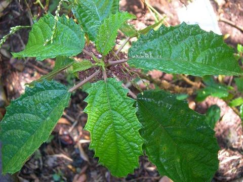 Image de Urera baccifera (L.) Gaud.