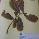 Image of Zollernia ilicifolia (Brongn.) Vogel