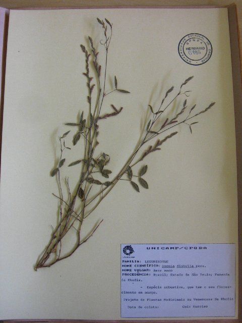 Image of Zornia diphylla (L.) Pers.