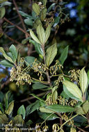 Plancia ëd Ardisia pleurobotrya J. D. Sm.