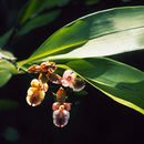 Image of Aspasia epidendroides Lindl.