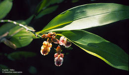 Imagem de Aspasia epidendroides Lindl.