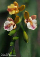 Imagem de Aspasia epidendroides Lindl.