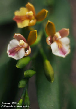 Aspasia epidendroides Lindl.的圖片