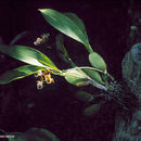 Image of Aspasia epidendroides Lindl.