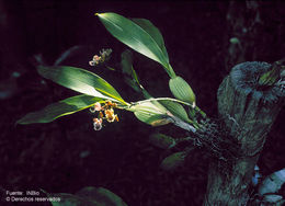 Aspasia epidendroides Lindl.的圖片