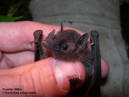 Image of tailless bat