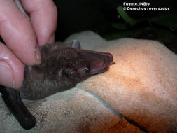 Image of tailless bat