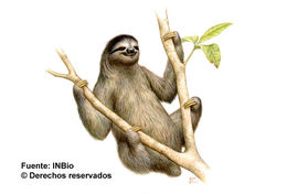 Image of Brown-throated Three-toed Sloth