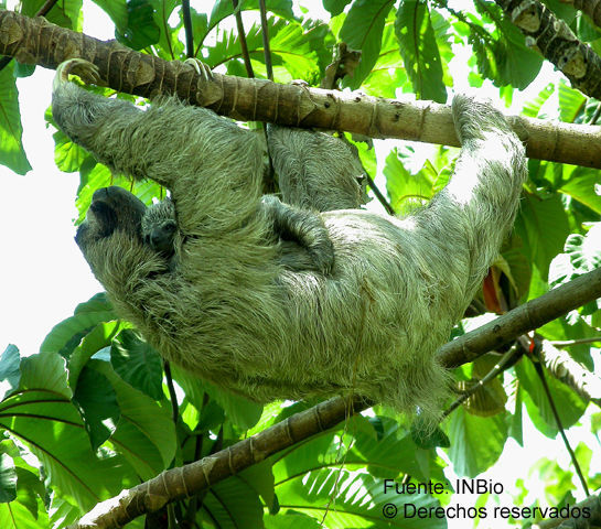 Image of Brown-throated Three-toed Sloth