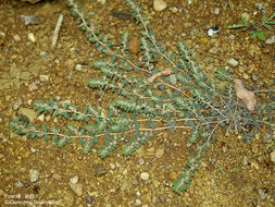 Euphorbia dioeca Kunth resmi