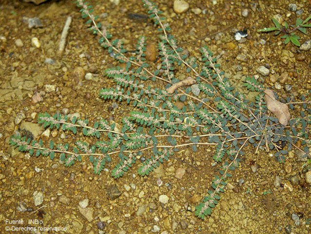 Euphorbia dioeca Kunth resmi