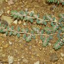 Sivun Euphorbia dioeca Kunth kuva