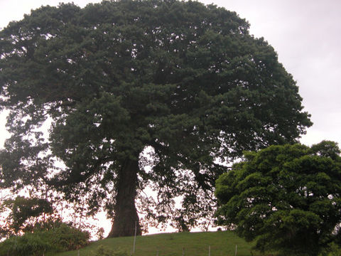 Image of kapoktree