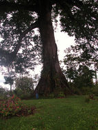 Image of kapoktree