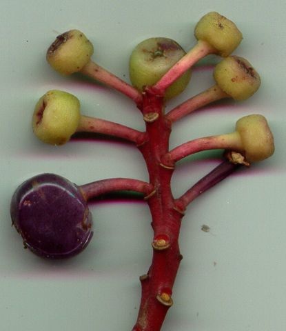 صورة Cavendishia bracteata (Ruiz & Pav. ex A. St. Hilaire) Hørold