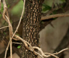 Image of Green Ebony Persimmon